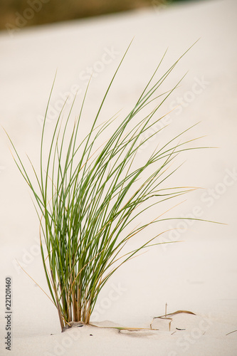 European beach grass along the shore isolated in the dunes with white sand and blue skies