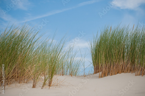 Wallpaper Mural European beach grass along the shore isolated in the dunes with white sand and blue skies Torontodigital.ca