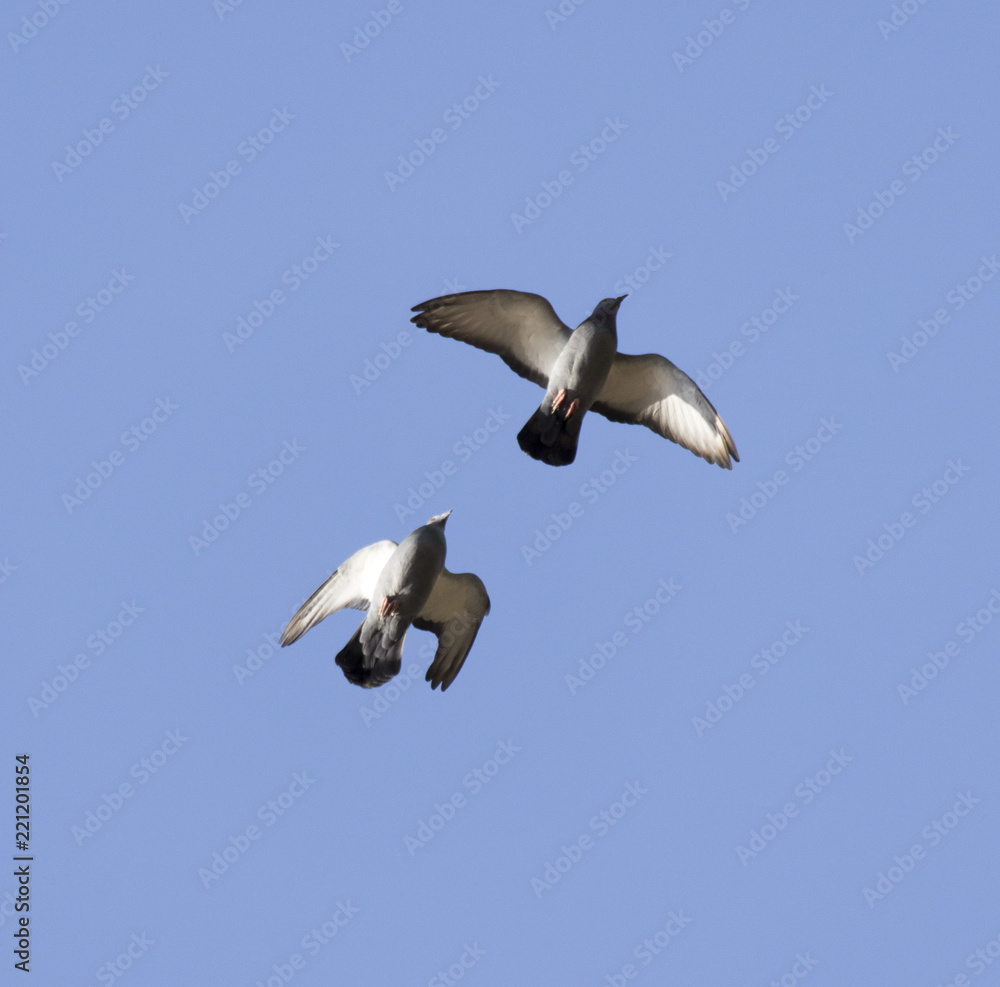 Obraz premium flying dove on a blue sky