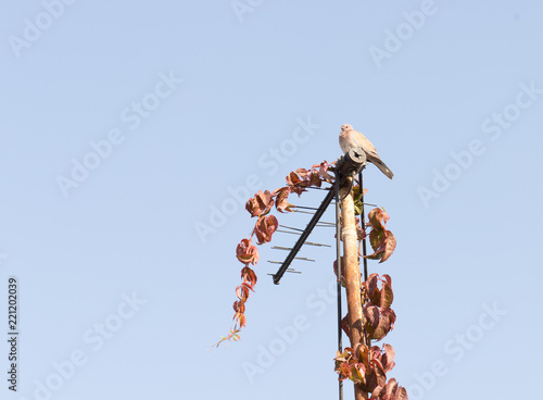 pigeon sitting on the antenna that is covered with the leaves of the maiden grapes