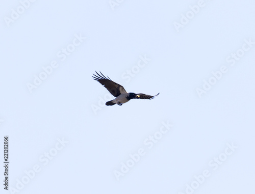 flight of a bird of a raven on a blue sky © donikz