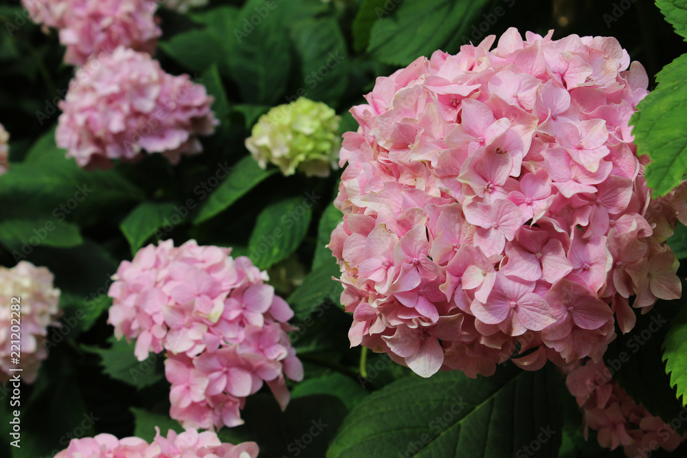 Foto macro de Hortensias rosas 