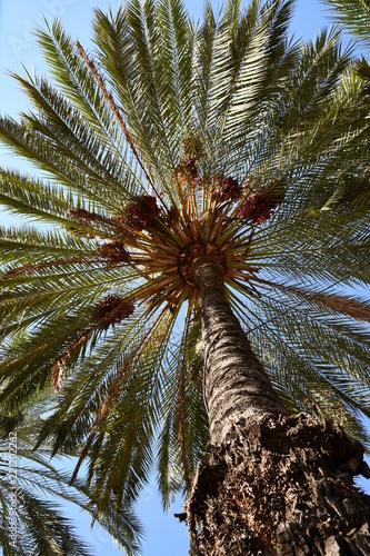 Palme in Palma de Mallorca