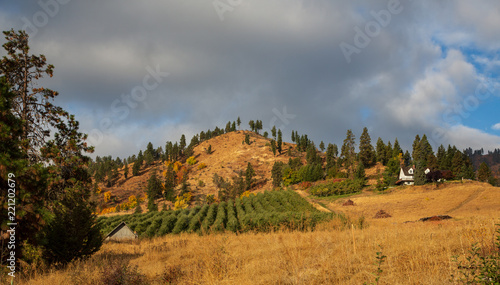 A small vineyard and house on hill with cloudy sky