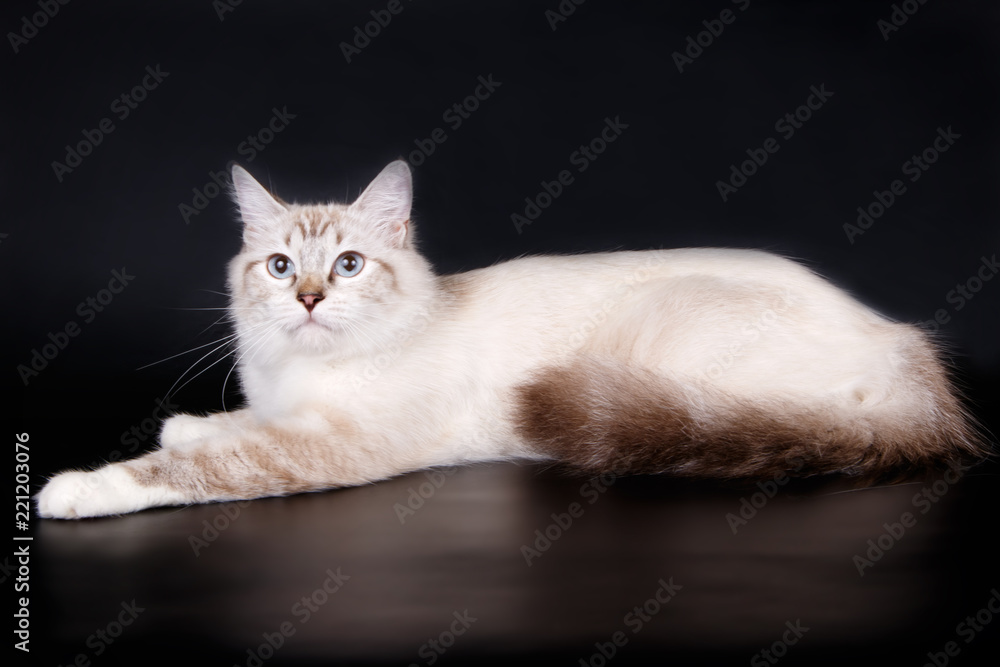 Obraz premium Ragdoll cat on colored backgrounds