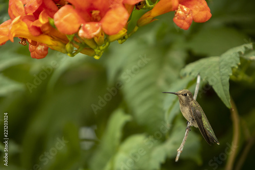 A hummingbird on a branch next to a trumpet creeper