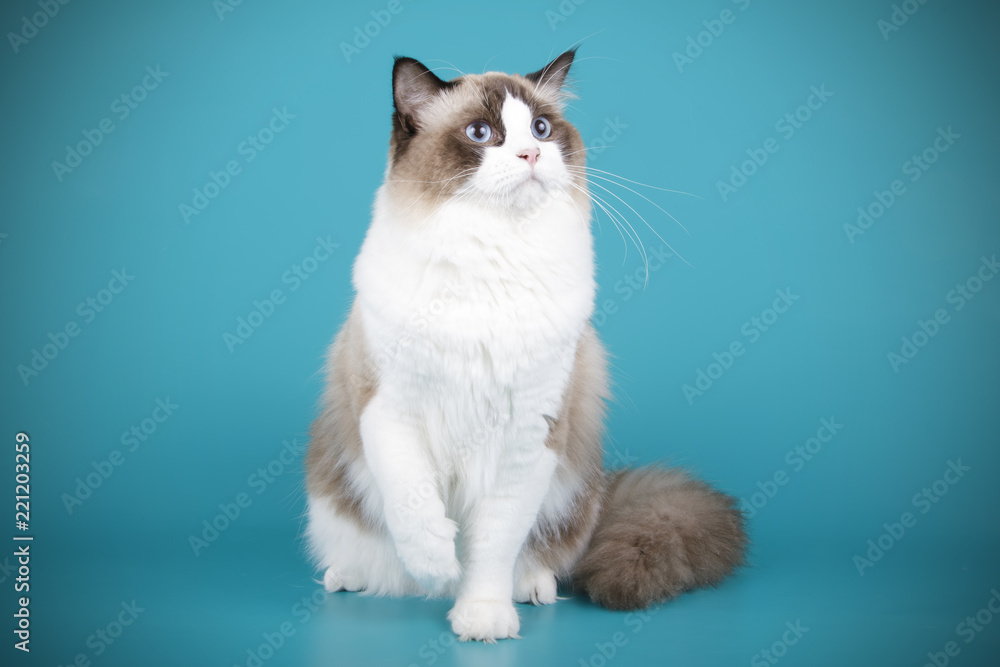 Ragdoll cat on colored backgrounds