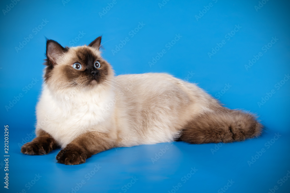 Ragdoll cat on colored backgrounds