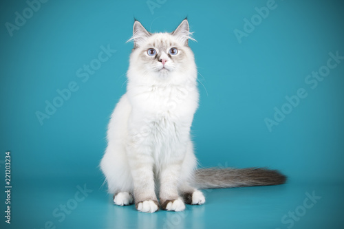 Ragdoll cat on colored backgrounds