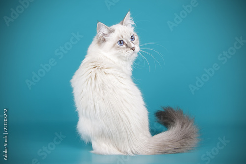 Ragdoll cat on colored backgrounds