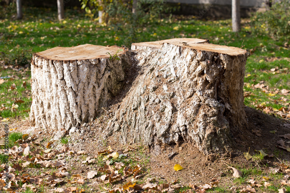 Stump, background, grass in autumn Stump, background, grass in autumn