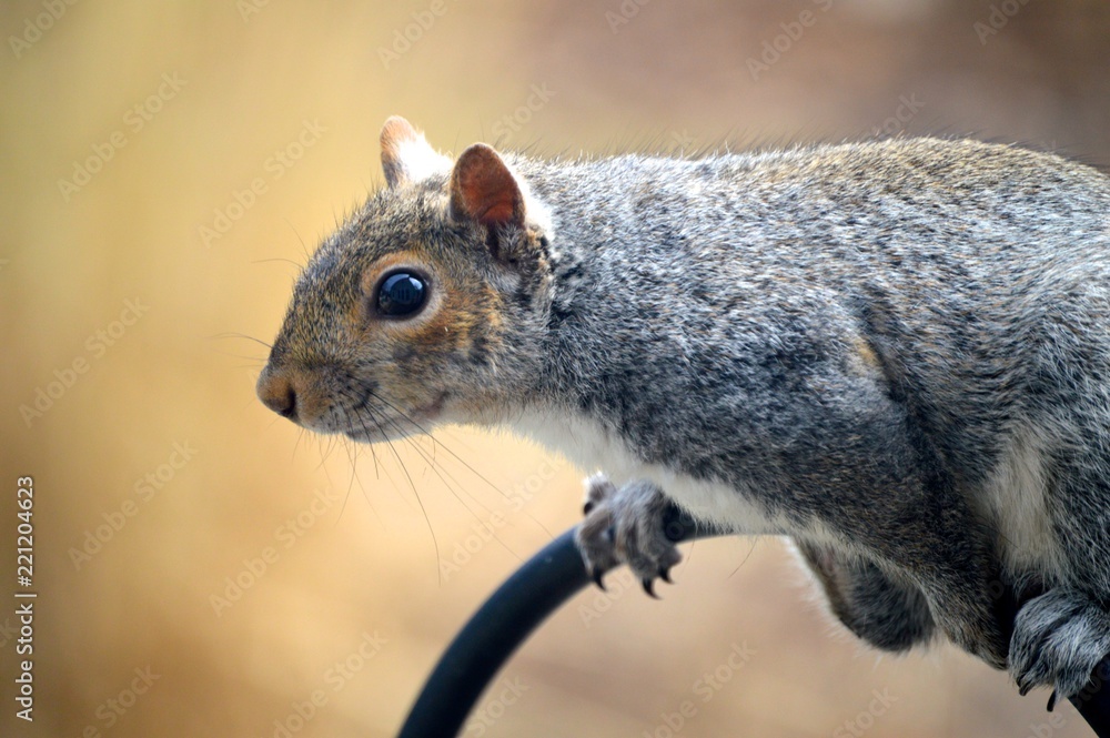 Grey Squirrel on Bird Feeder Grey Squirrel on Bird Feeder