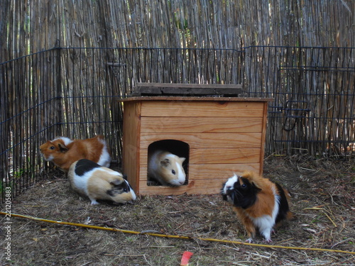 Vier bunte Meerschweinchen mit Haus im Frei-Gehege