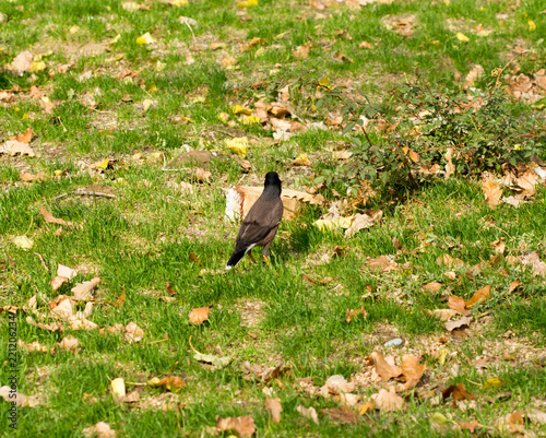 bird crow on the grass photo