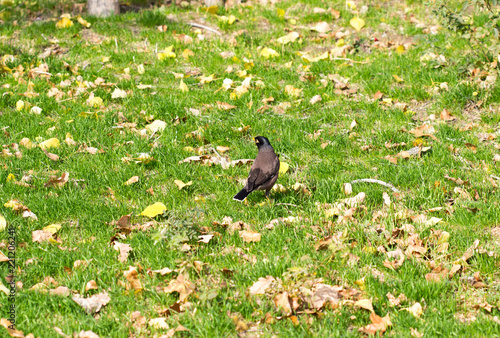 bird crow on the grass photo