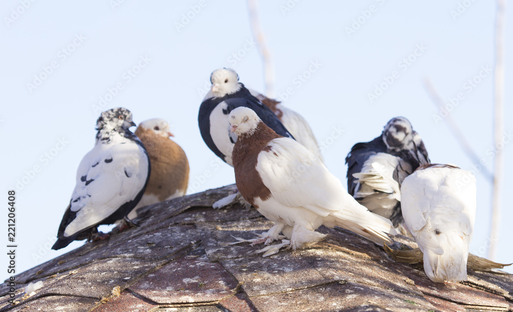 Fototapeta premium beautiful birds of pigeons on the roof of a birdhouse