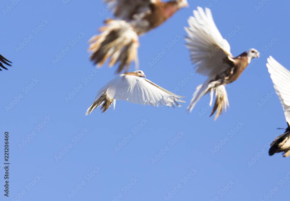 Fototapeta premium beautiful birds of pigeons in the sky