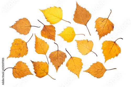 Yellow birch leaves on white background, isolated, close-up