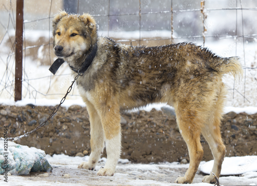 Fototapeta premium winter, red dog in the yard on the chain near his house