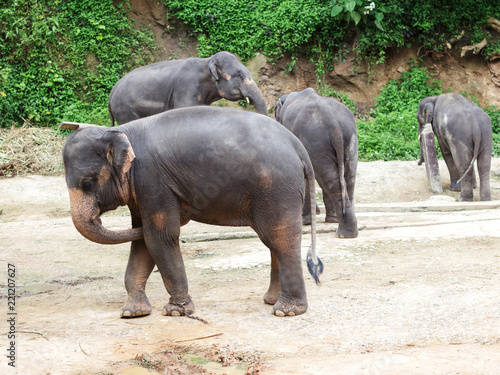Elephant family in thailand. Travel to thailand.Wild animals in National Parks