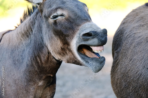 Funny donkey farm animal yawning with eyes closed, showing teeth closeup. © ccestep8