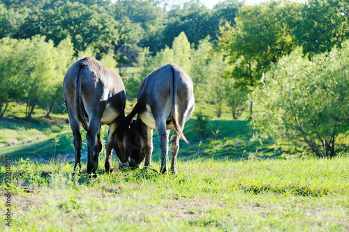 Two cute mini donkey butts as they graze side by side in green farm pasture. 