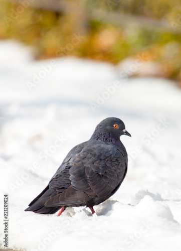 Pigeons eating on the snow