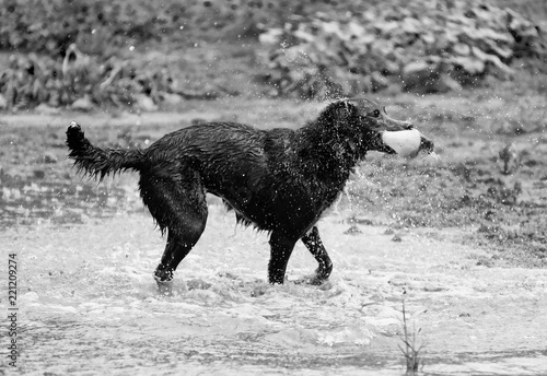 Black dog plays with ball in water, getting wet and having fun.