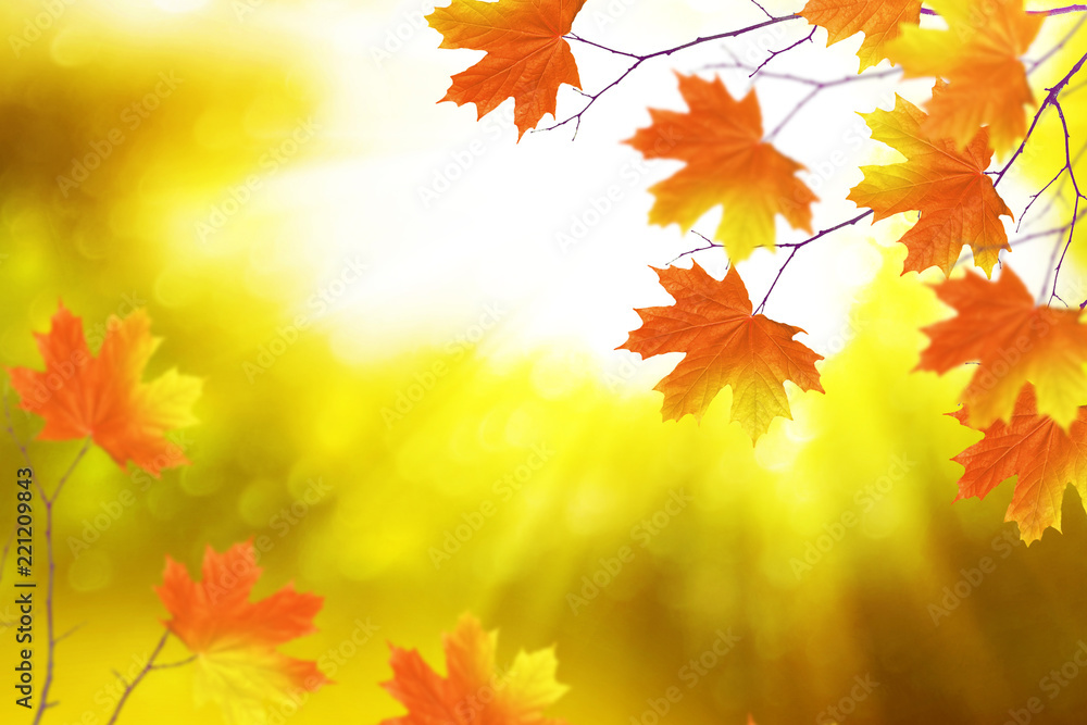 autumn landscape with bright colorful foliage. Indian summer. autumn landscape with bright colorful foliage. Indian summer.