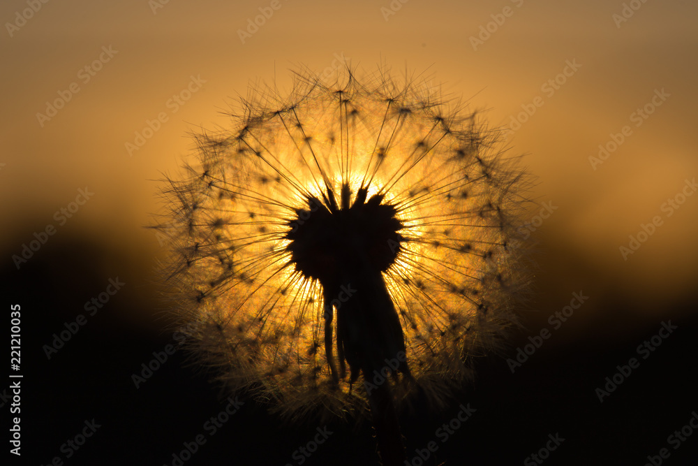 Dandelion silhouette against sunset with seeds