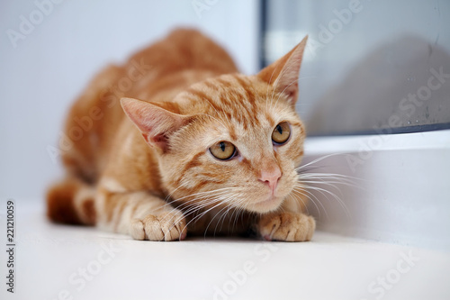 Fototapeta Naklejka Na Ścianę i Meble -  Portrait of the frightened red cat with orange eyes.