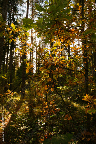  Autumnal forest. Sunny autumn forest.