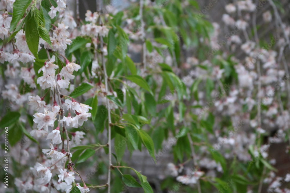 Flowing Flowers