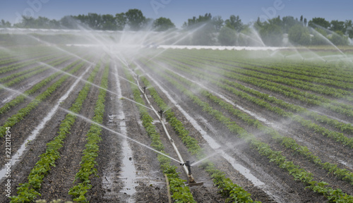 watering crops at the field
