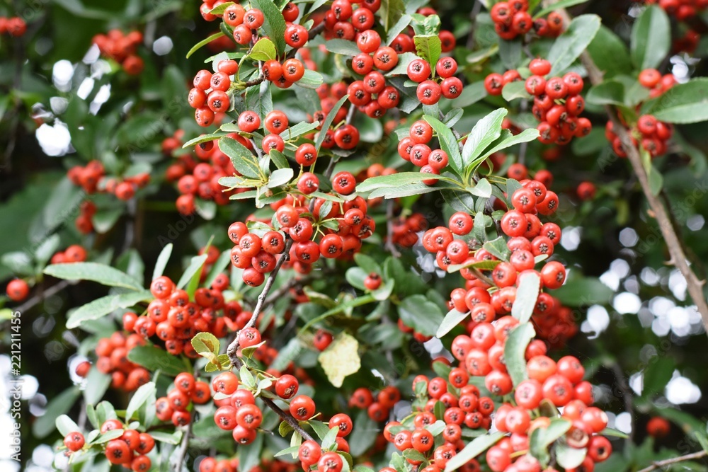 red fruit red fruit