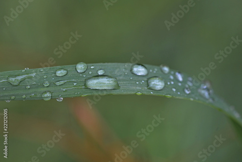 dew drops in the green