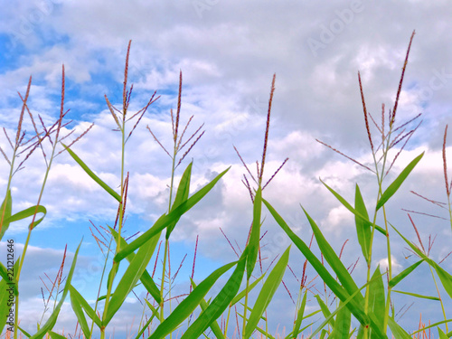 close-up tall corn stalks reaching upwards towards cloudy blue sky  © lynn friedman