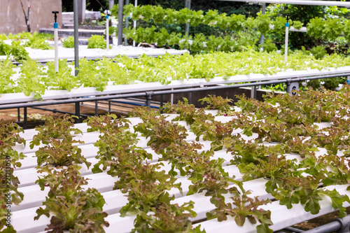 fresh Salad vegetable, radicchio planting on hydroponic farm for health market