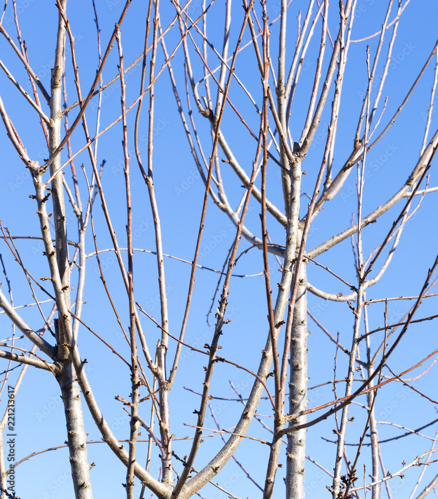 Cherry tree without leaves against the blue sky Cherry tree without leaves against the blue sky