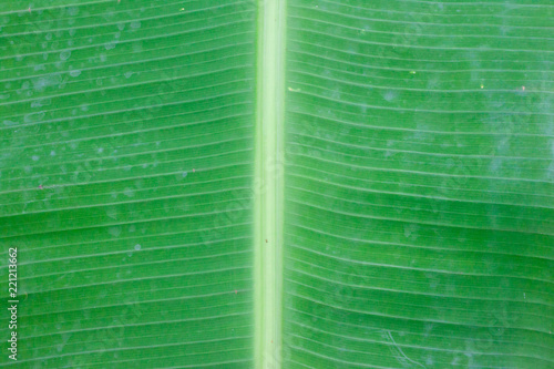Center on top of Banana green leaf.