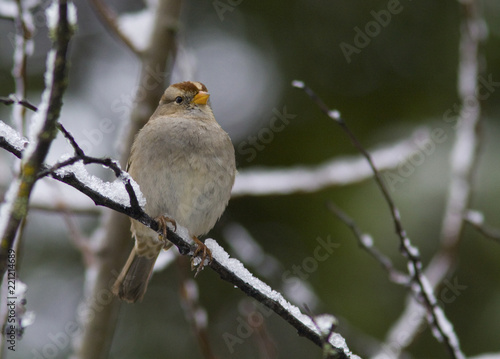 Sparrow in Snow © Terry