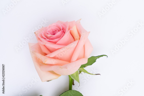 Rose fresh flower on table from above with copy space, flat lay scene