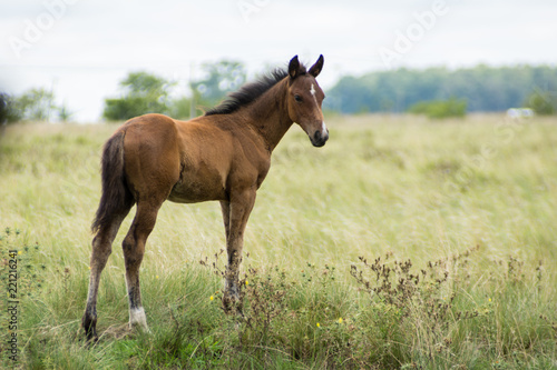 Foal in the Field © Federico