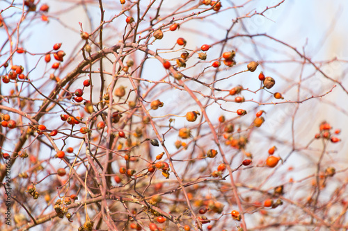 red briar berries on the tree