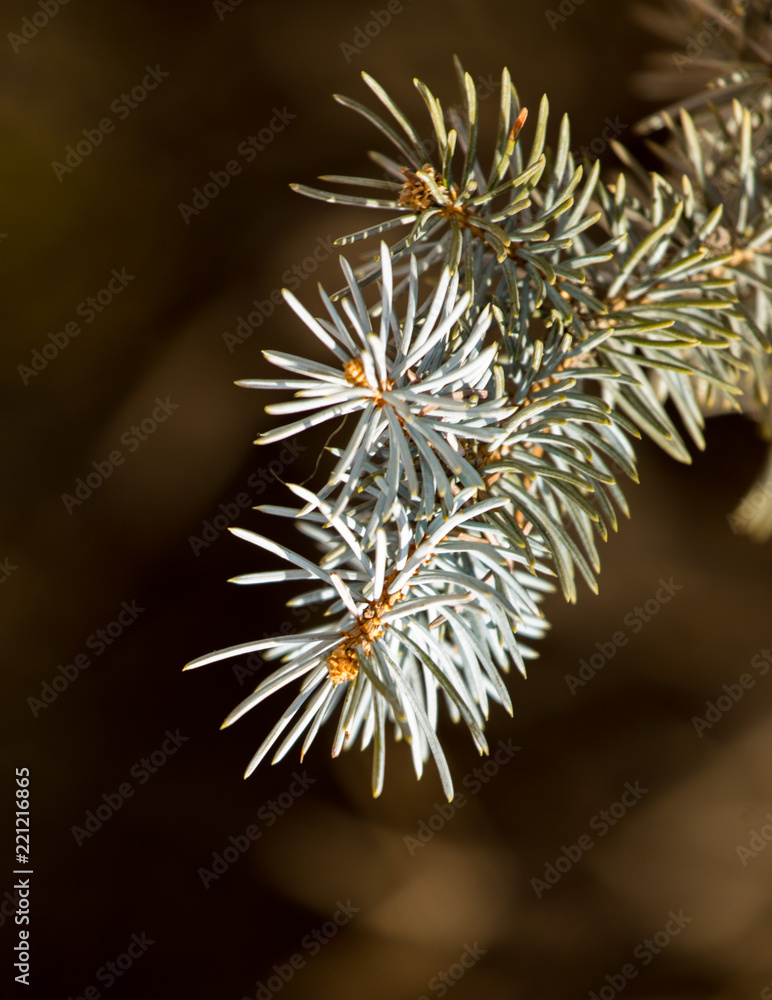 prickly needles of a coniferous tree as a natural background prickly needles of a coniferous tree as a natural background