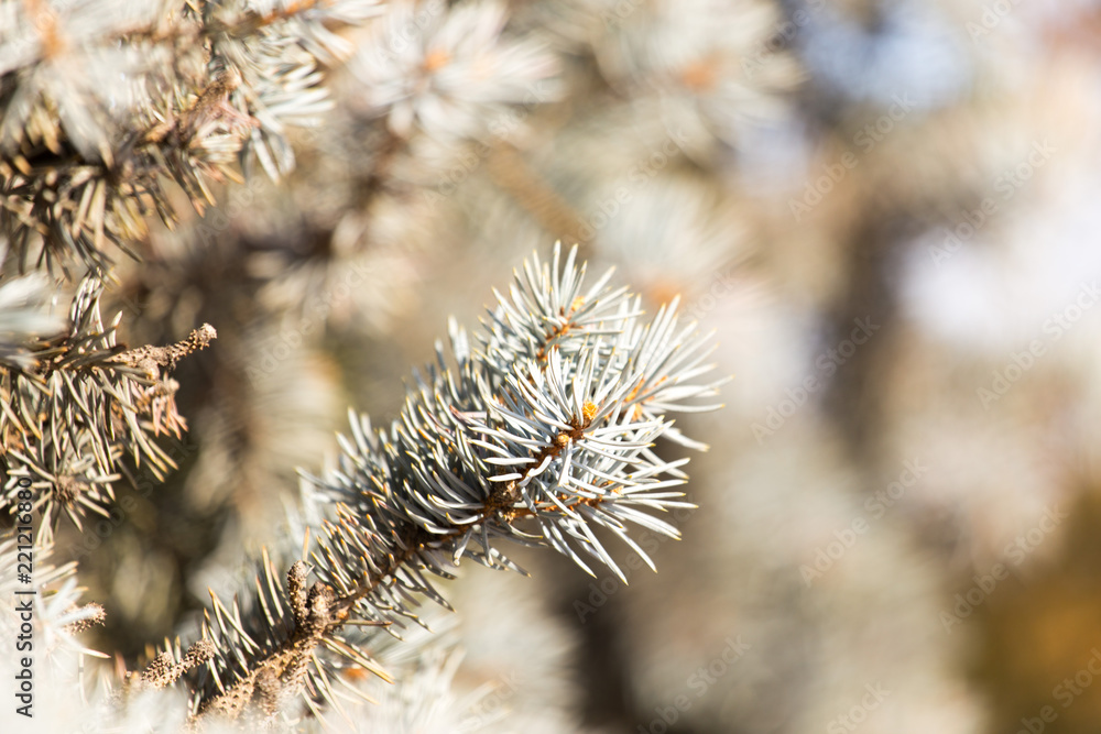 prickly needles of a coniferous tree as a natural background prickly needles of a coniferous tree as a natural background