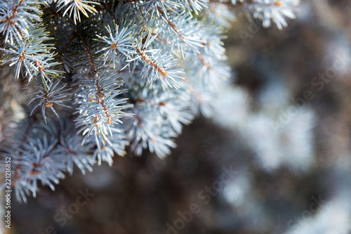 prickly needles of a coniferous tree as a natural background