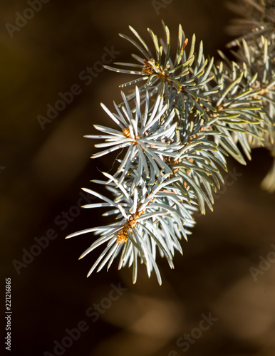 prickly needles of a coniferous tree as a natural background