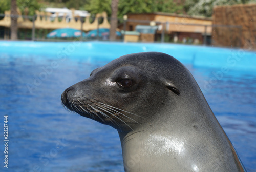 Retrato de perfil de león marino hembra en el zoo y fuera del agua. Mamífero marino de color gris o pardo sobre fondo con piscina o tanque azul desenfocado.