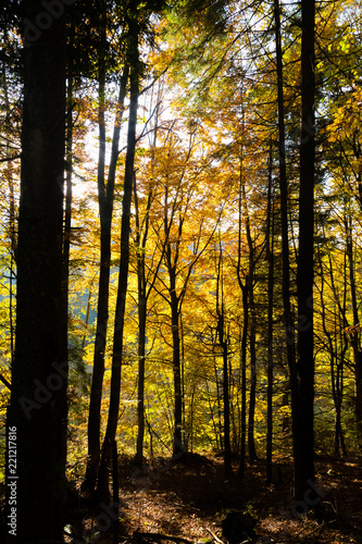 Trees in autumn season background